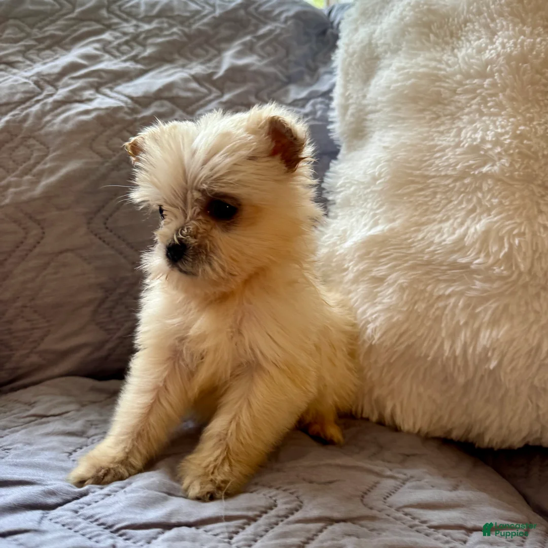 Shorkie dogs for sale: Honey - Ad 4