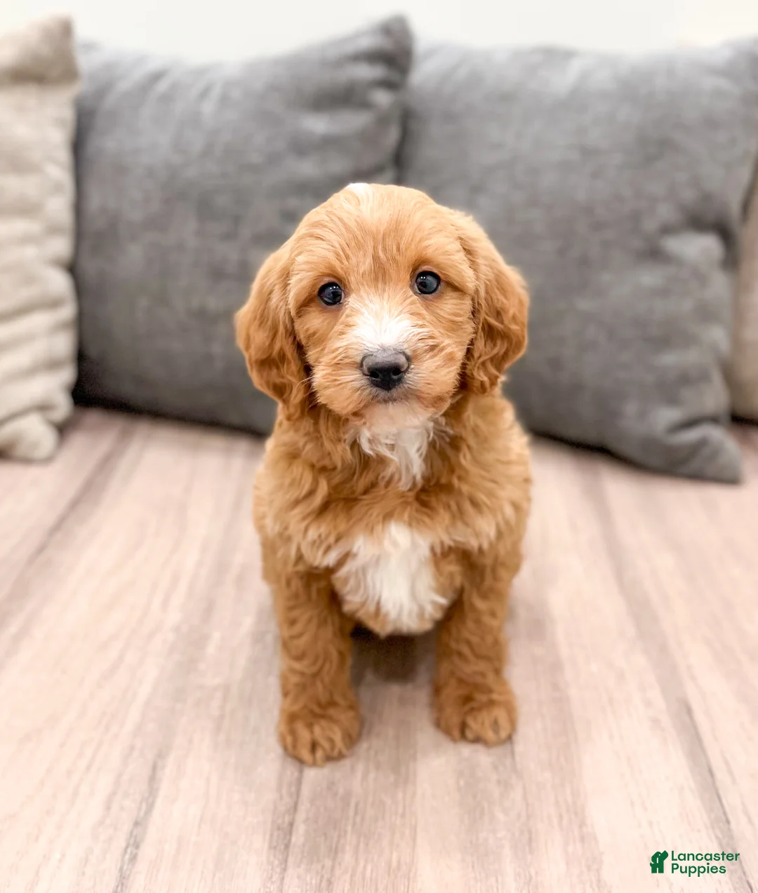 Labradoodle dogs for sale: Janey - Ad 1