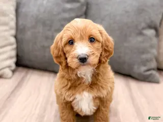 Labradoodle dogs Janey - Ad 18