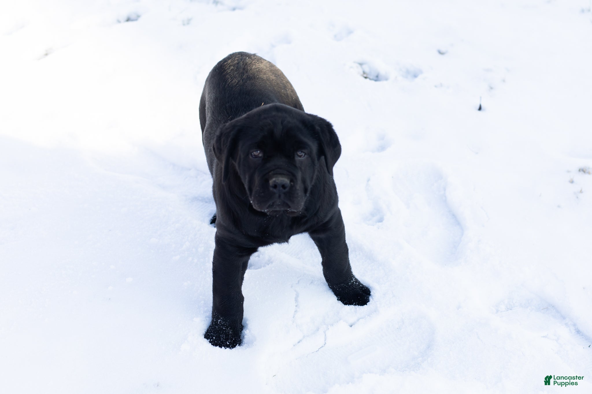 Cane Corso dogs Bonnie - Ad 20