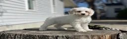 Miniature Poodle dogs for sale: Zella - Ad 6