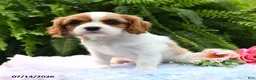Cavalier King Charles Spaniel dogs for sale: Jade - Ad 3
