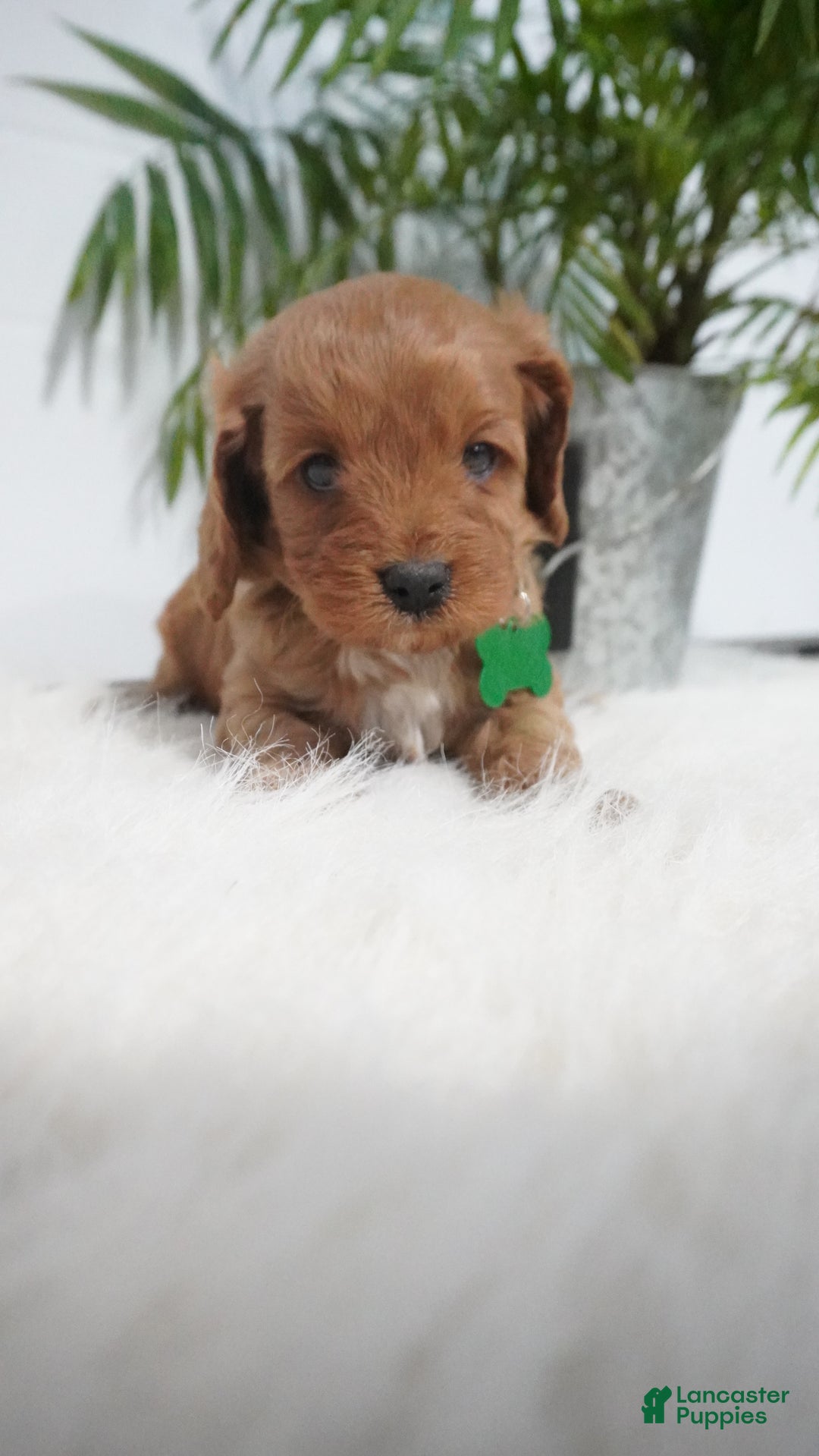 Cavapoo dogs for sale: Bryce  - Ad 5