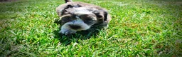 Havapoo dogs for sale: Icon - Ad 15