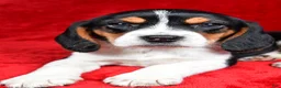 Beagle dogs for sale: Sheila - Ad 7