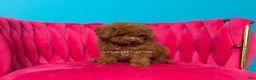 Toy Poodle dogs for sale: Key to my soul - Ad 7
