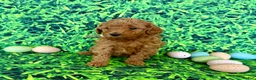 Mini Goldendoodle dogs for sale: Rose Collar  - Ad 2