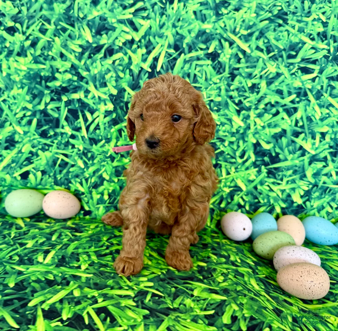 Mini Goldendoodle dogs for sale: Rose Collar  - Ad 2