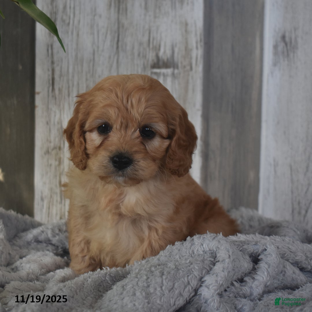 Cavapoo dogs for sale: Jimmy - Ad 3