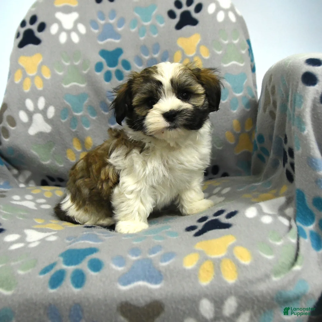 Malshi dogs for sale: Max - Ad 1