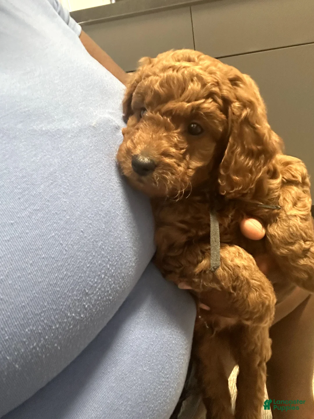 Mini Goldendoodle dogs for sale: Charger - Ad 2
