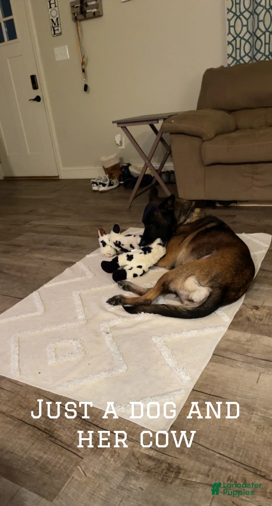 Mixed Breed dogs for sale: Mixed Breed Puppy 1 - Ad 2