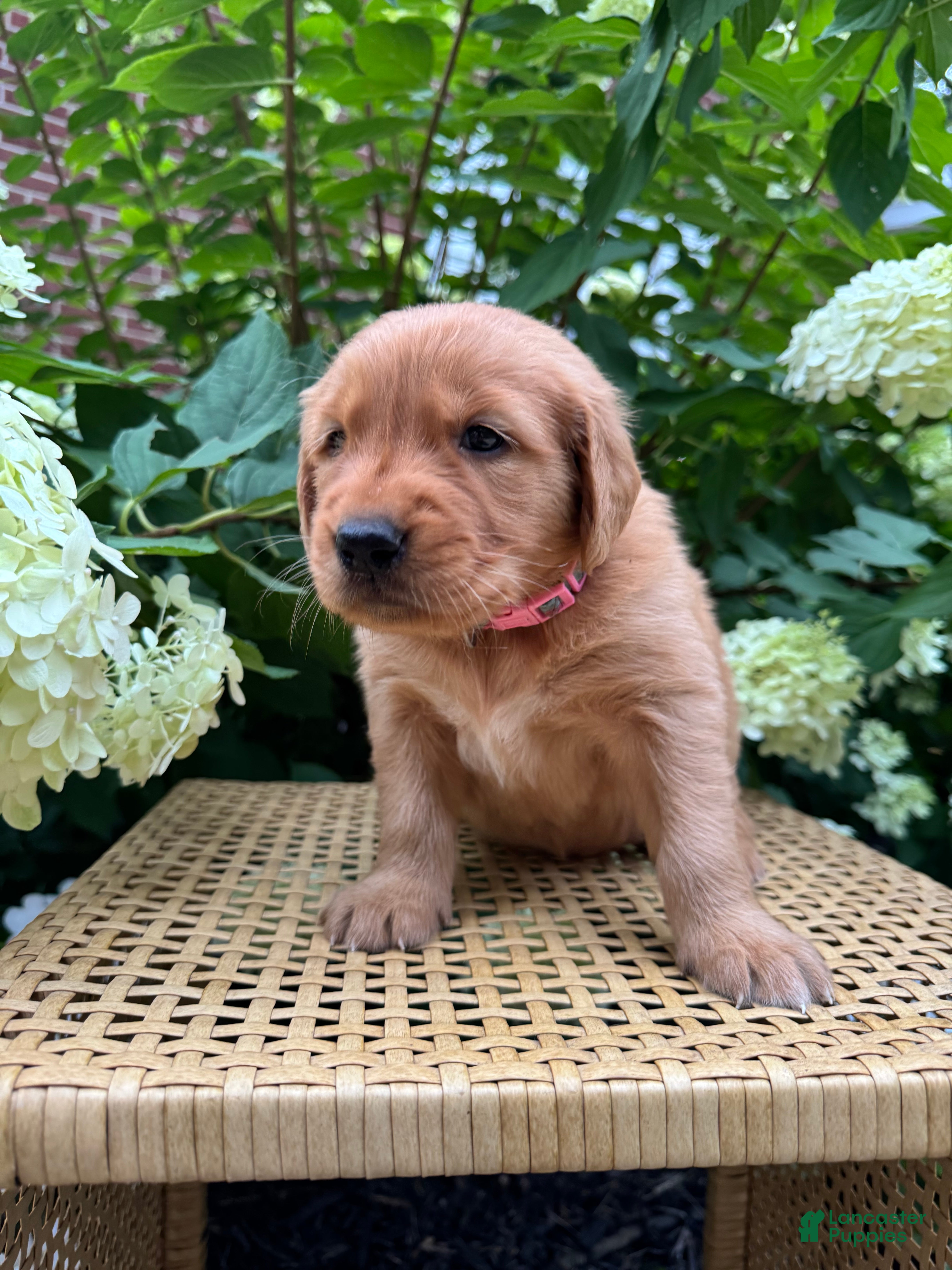 Golden Retriever dogs for sale: Lottie  - Ad 3