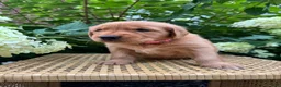 Golden Retriever dogs for sale: Lottie  - Ad 1