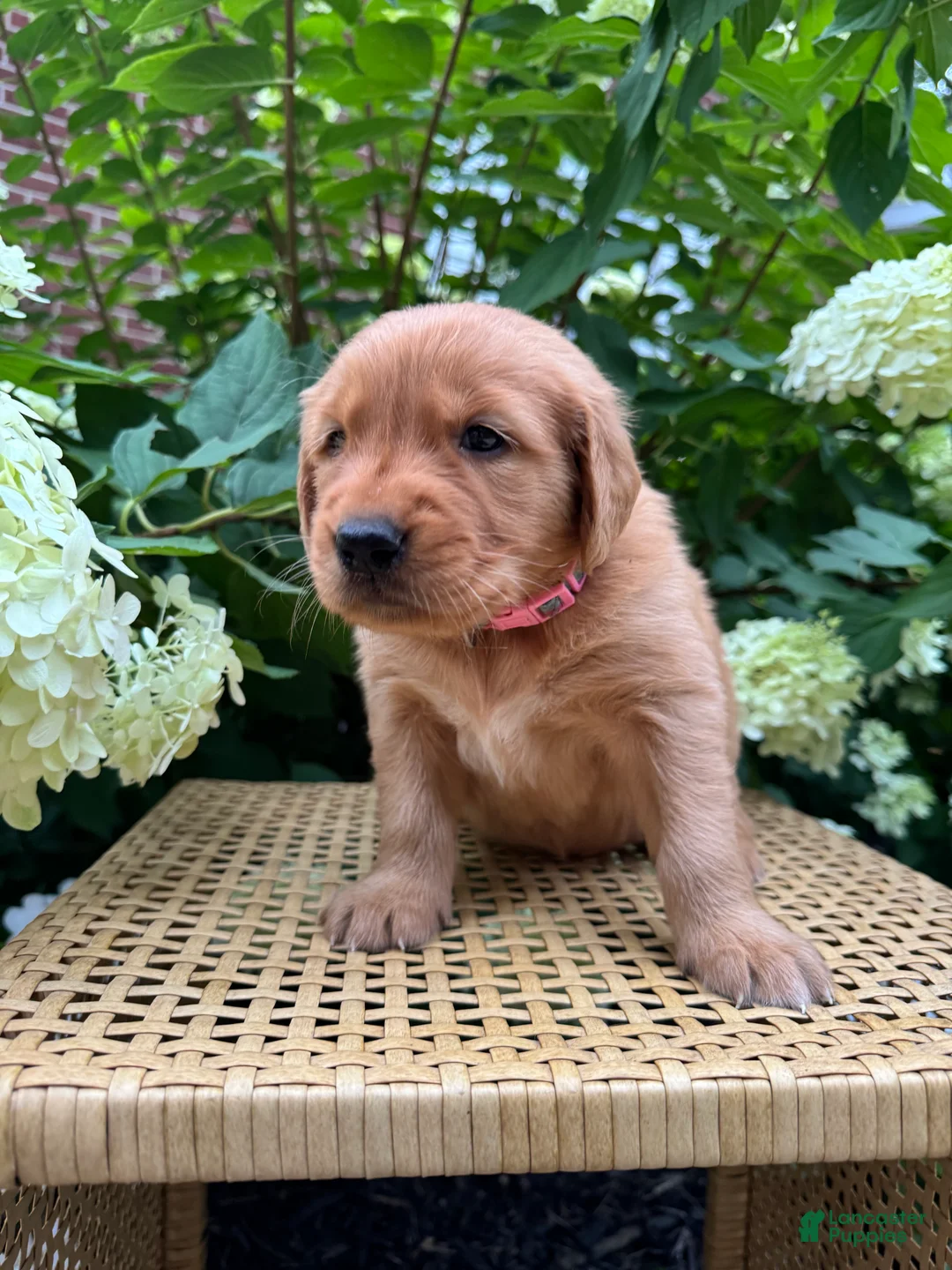 Golden Retriever dogs for sale: Lottie  - Ad 1