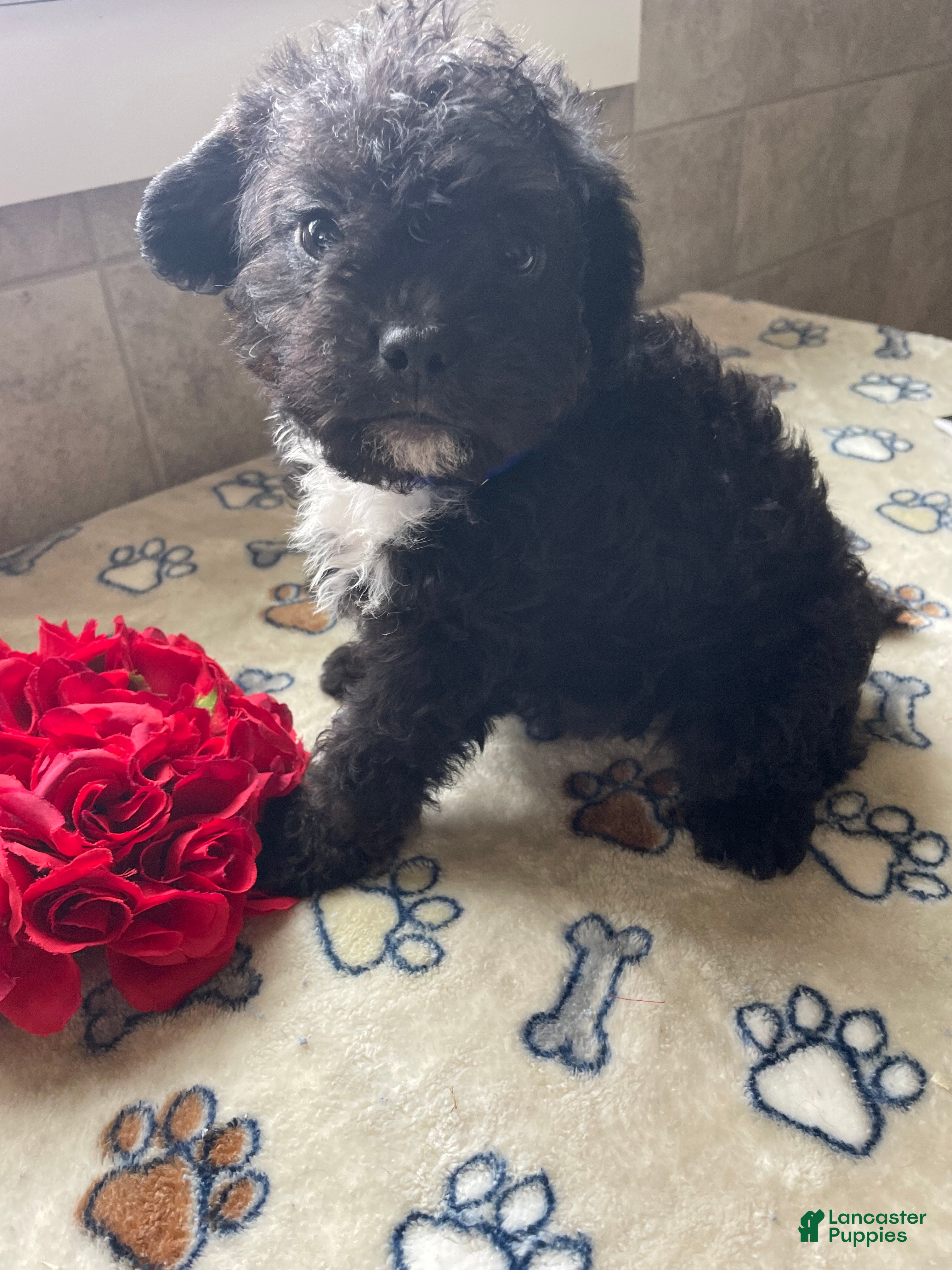 Mixed Breed dogs Gizmo - Ad 8