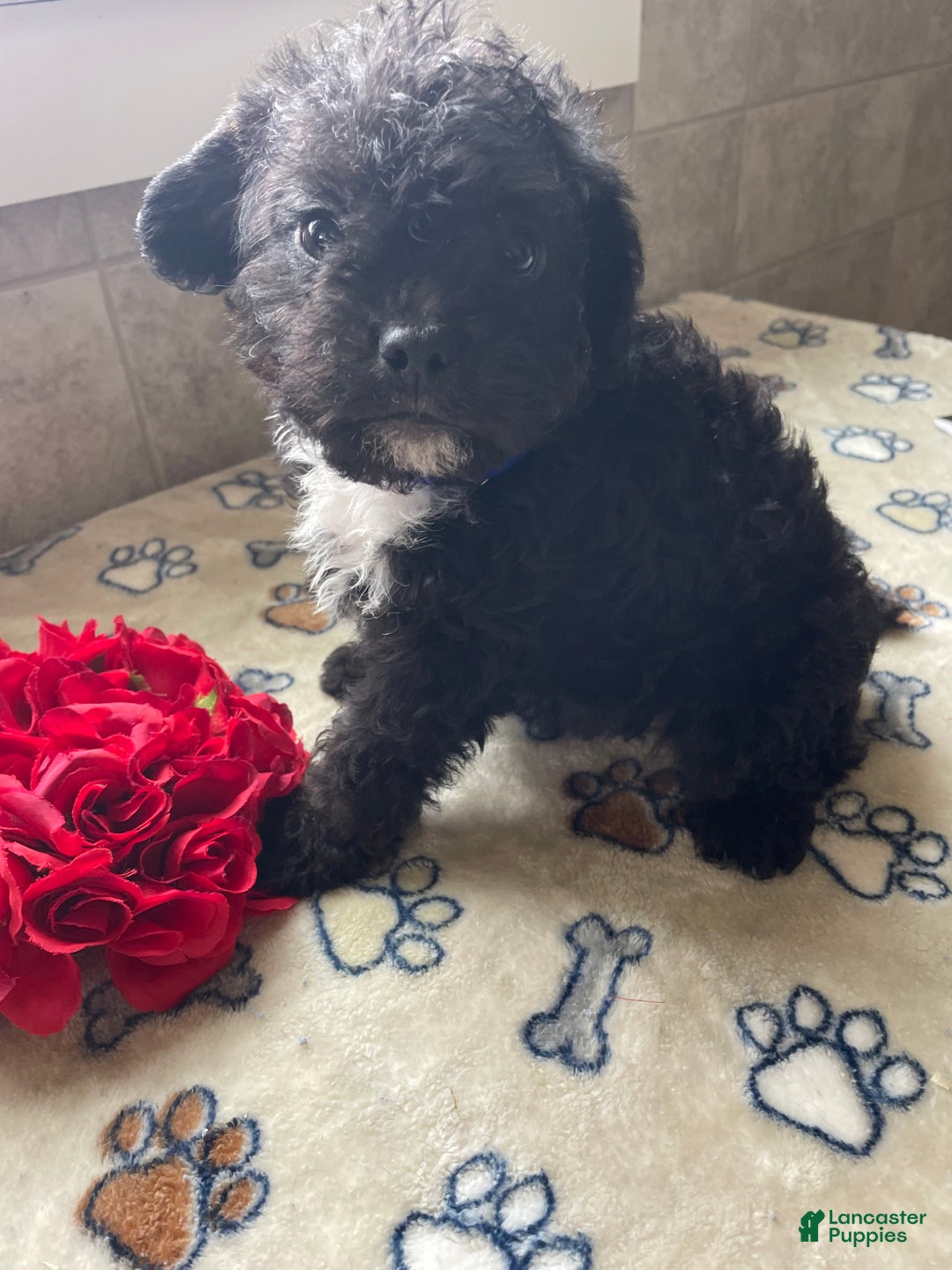 Mixed Breed dogs for sale: Gizmo - Ad 1