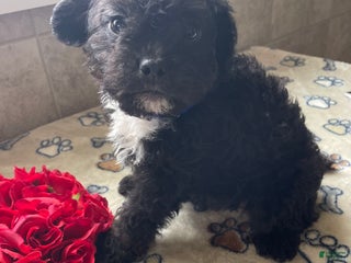 Mixed Breed dogs Gizmo - Ad 5