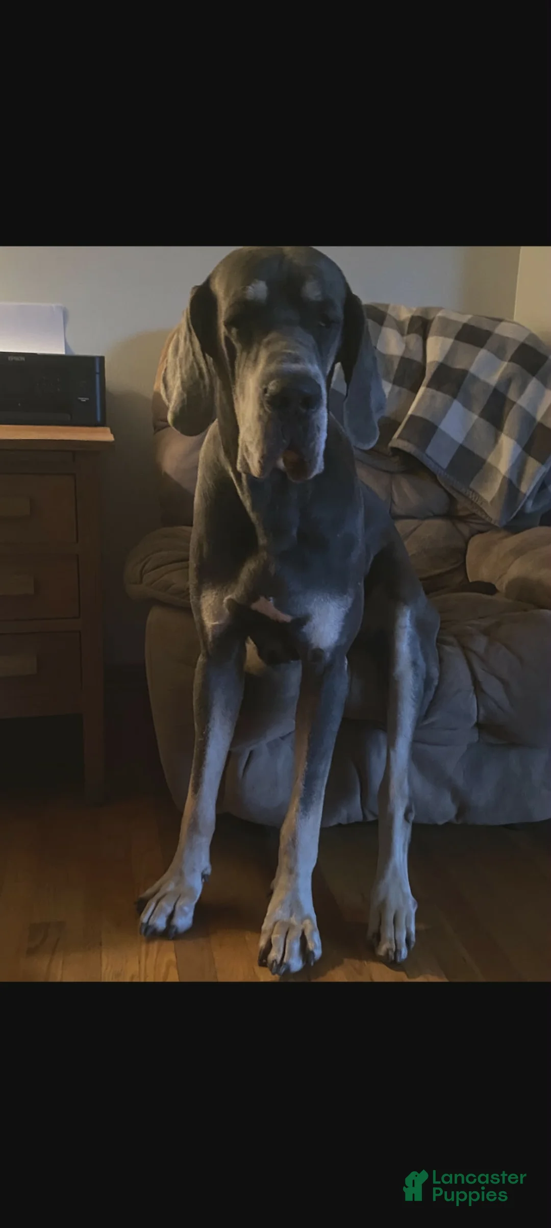Great Dane dogs for sale: Great Dane Puppy 3 - Ad 16