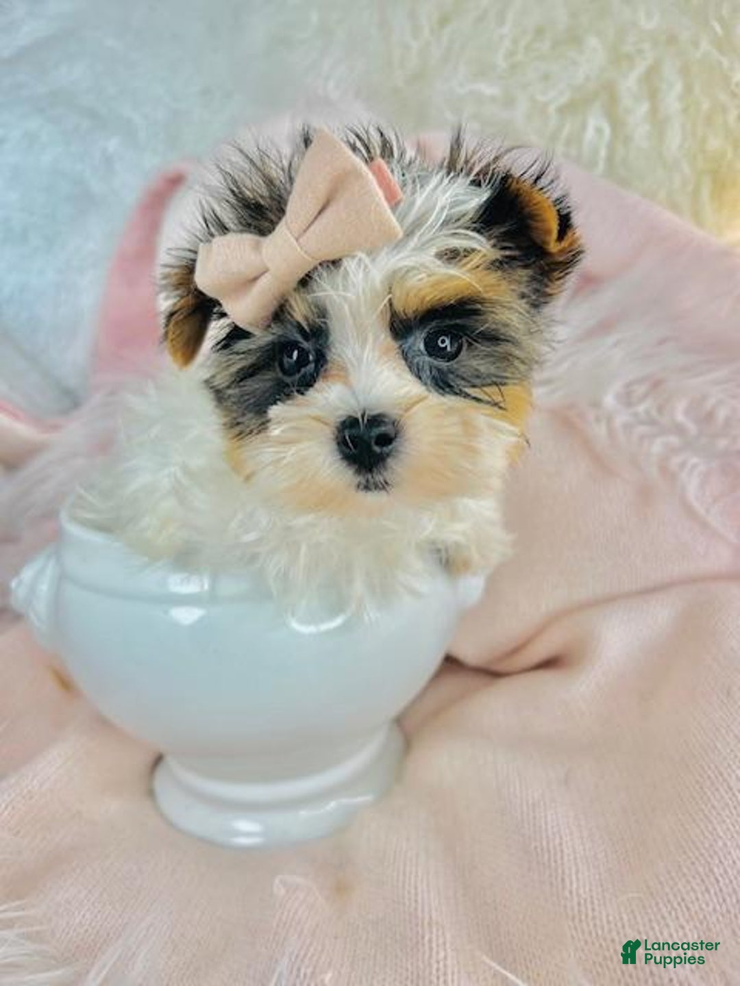 Biewer Terrier dogs for sale: Biewer Terrier Puppy 1 - Ad 2