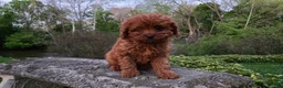 Cavapoo dogs for sale: Hope - Ad 19