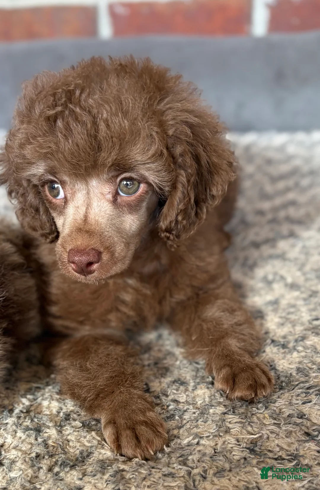 Toy Poodle dogs for sale: Teddy Boy - Ad 4