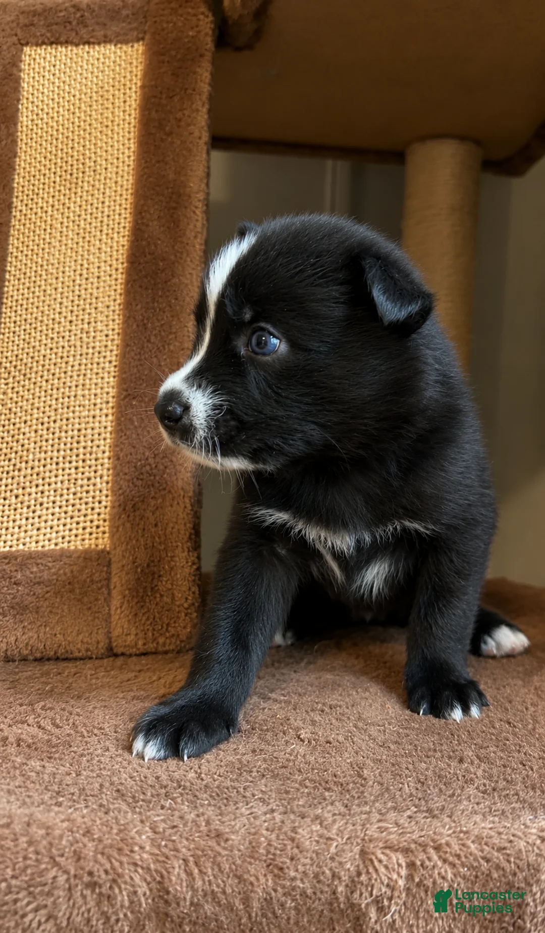 Pomsky dogs for sale: Tink - Ad 2