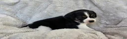 Puggle dogs for sale: Tulip - Ad 7