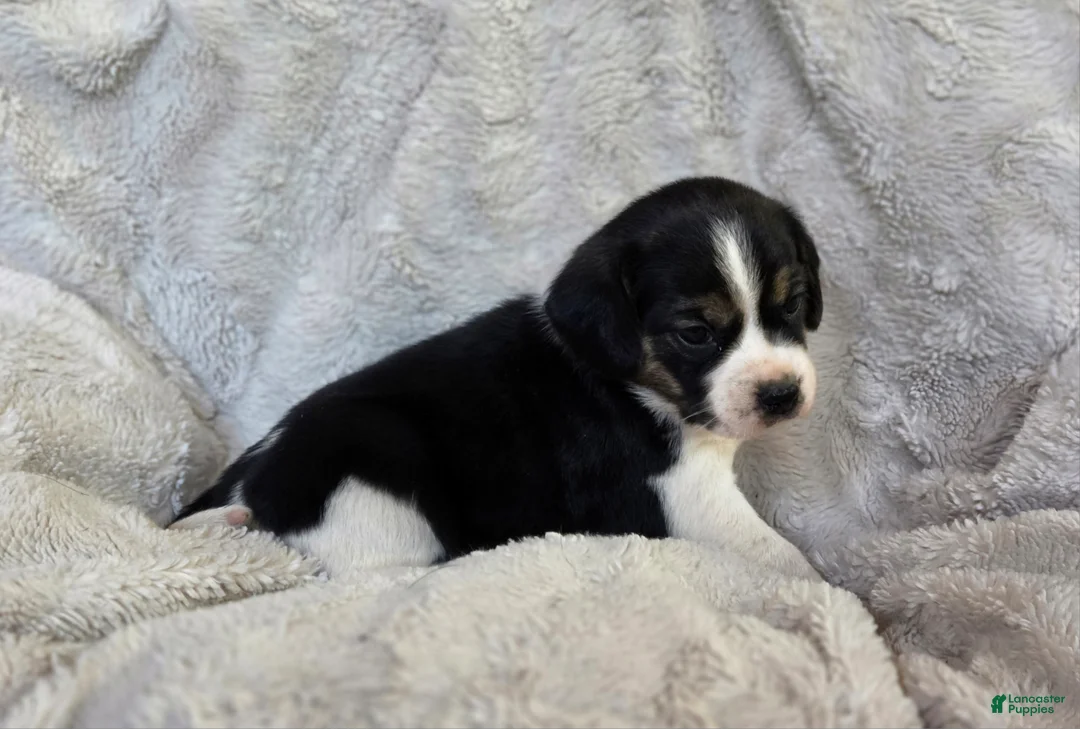 Puggle dogs for sale: Tulip - Ad 7