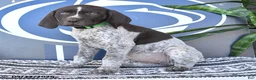 German Shorthaired Pointer dogs for sale: Cora  - Ad 3