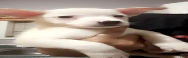 Mixed Breed 2