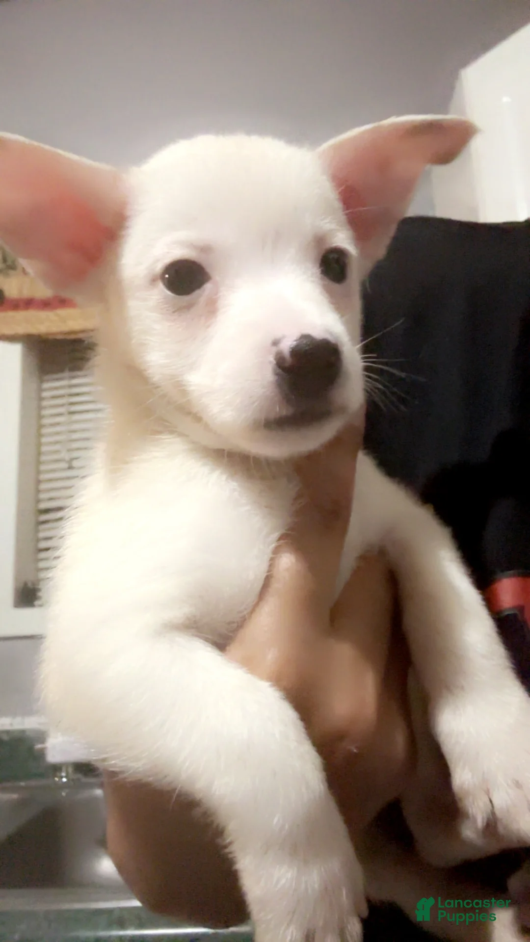 Mixed Breed dogs for sale: Mixed Breed 2 - Ad 1
