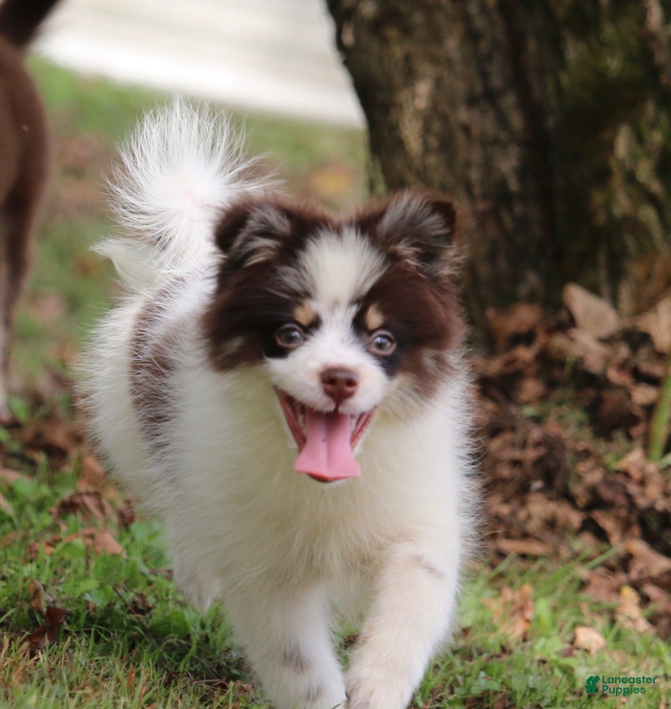Pomsky dogs Nugget - Ad 1