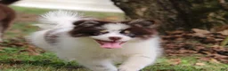 Pomsky dogs for sale: Nugget - Ad 1