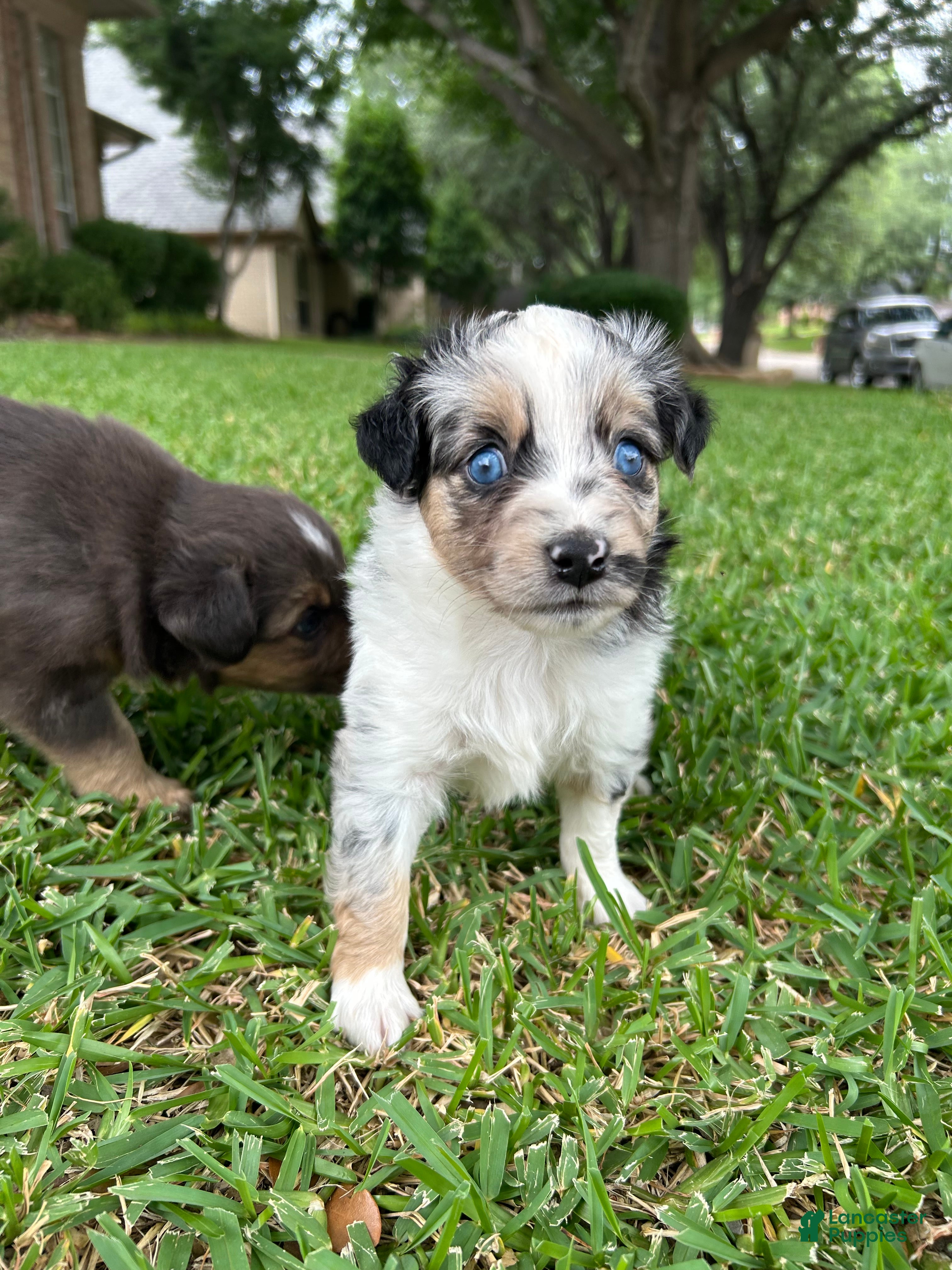 Miniature Australian Shepherd dogs Montana - Ad 7