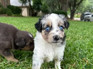 Miniature Australian Shepherd dogs Montana - Ad 7