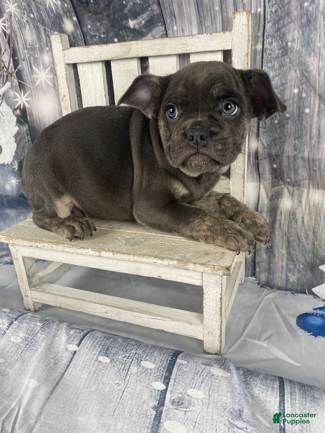 Mixed Breed dogs for sale: Billy - Ad 11