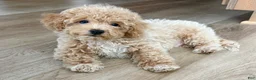 Maltipoo dogs for sale: Frankie  - Ad 1
