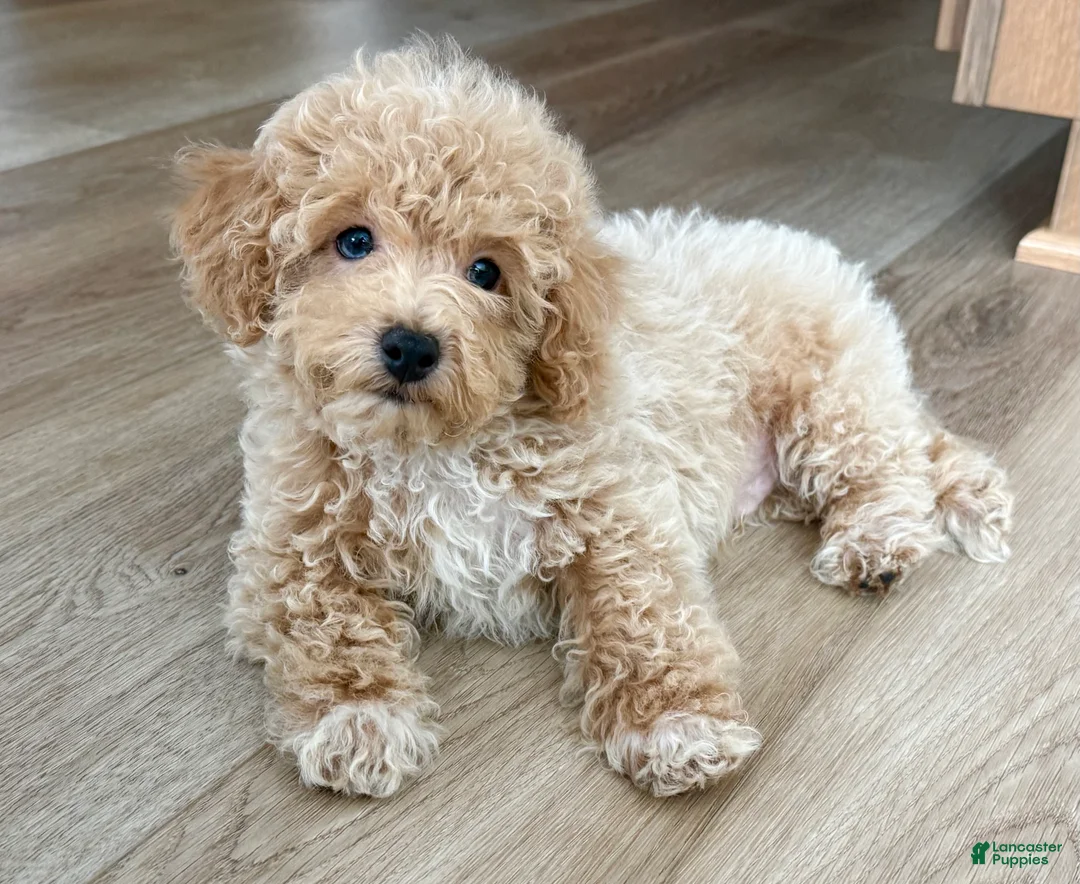 Maltipoo dogs for sale: Frankie  - Ad 1