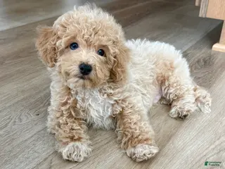 Maltipoo dogs Frankie - Ad 22