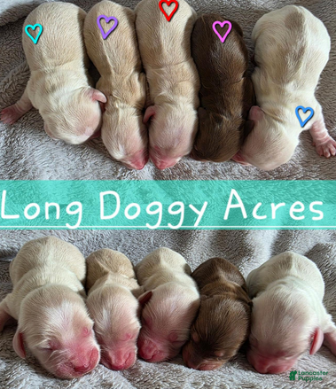 Dachshund dogs Chocolate and cream pink heart girl - Ad 1