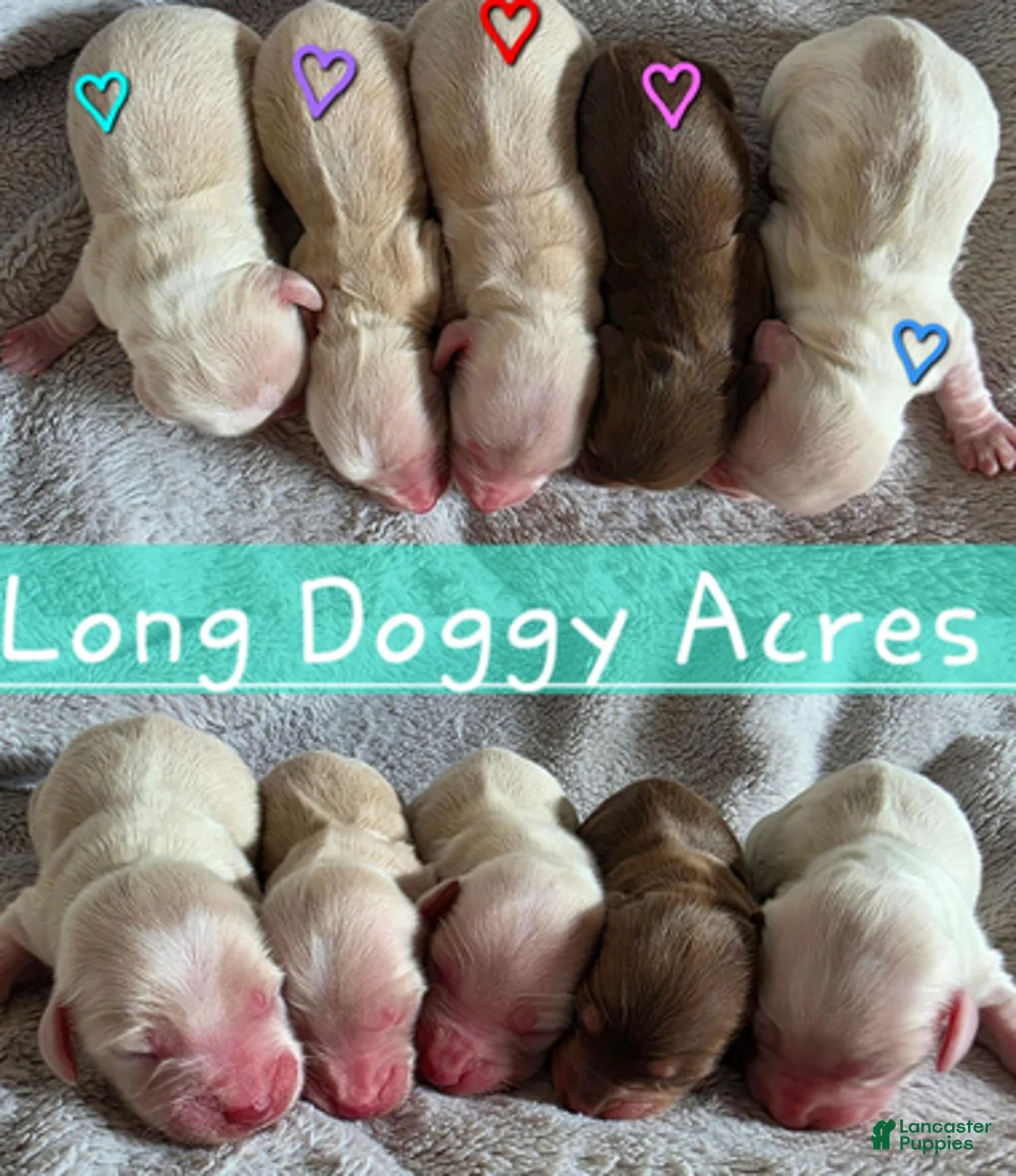 Dachshund dogs for sale: Chocolate and cream pink heart girl - Ad 1