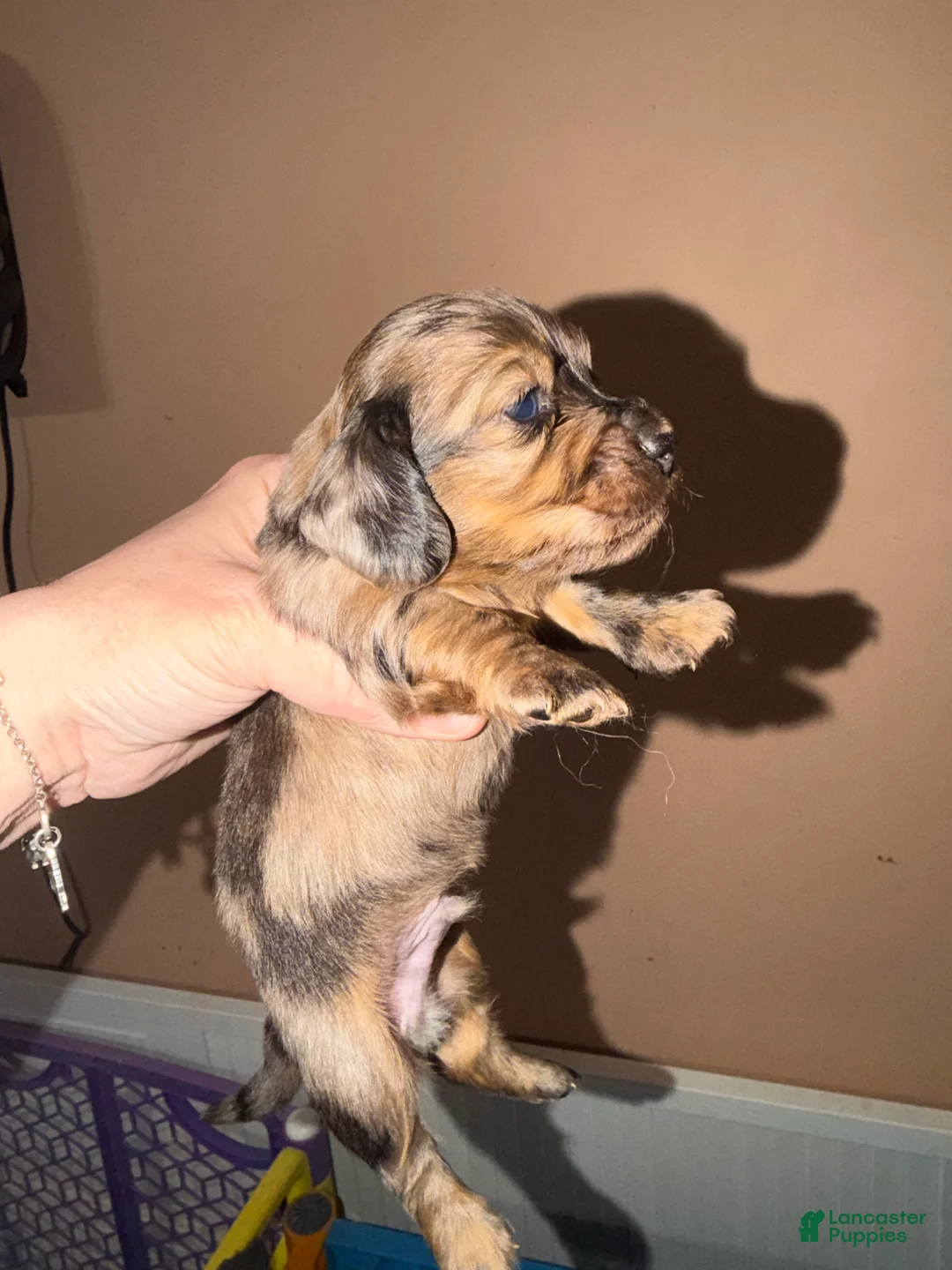 Miniature Dachshund dogs for sale: Brapple boy- super unique - Ad 2