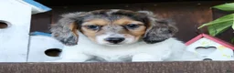 Miniature Dachshund dogs for sale: Marshall - Ad 1