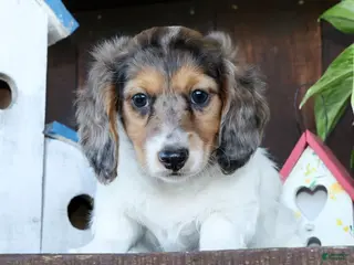 Miniature Dachshund dogs for sale: Marshall - Ad 1