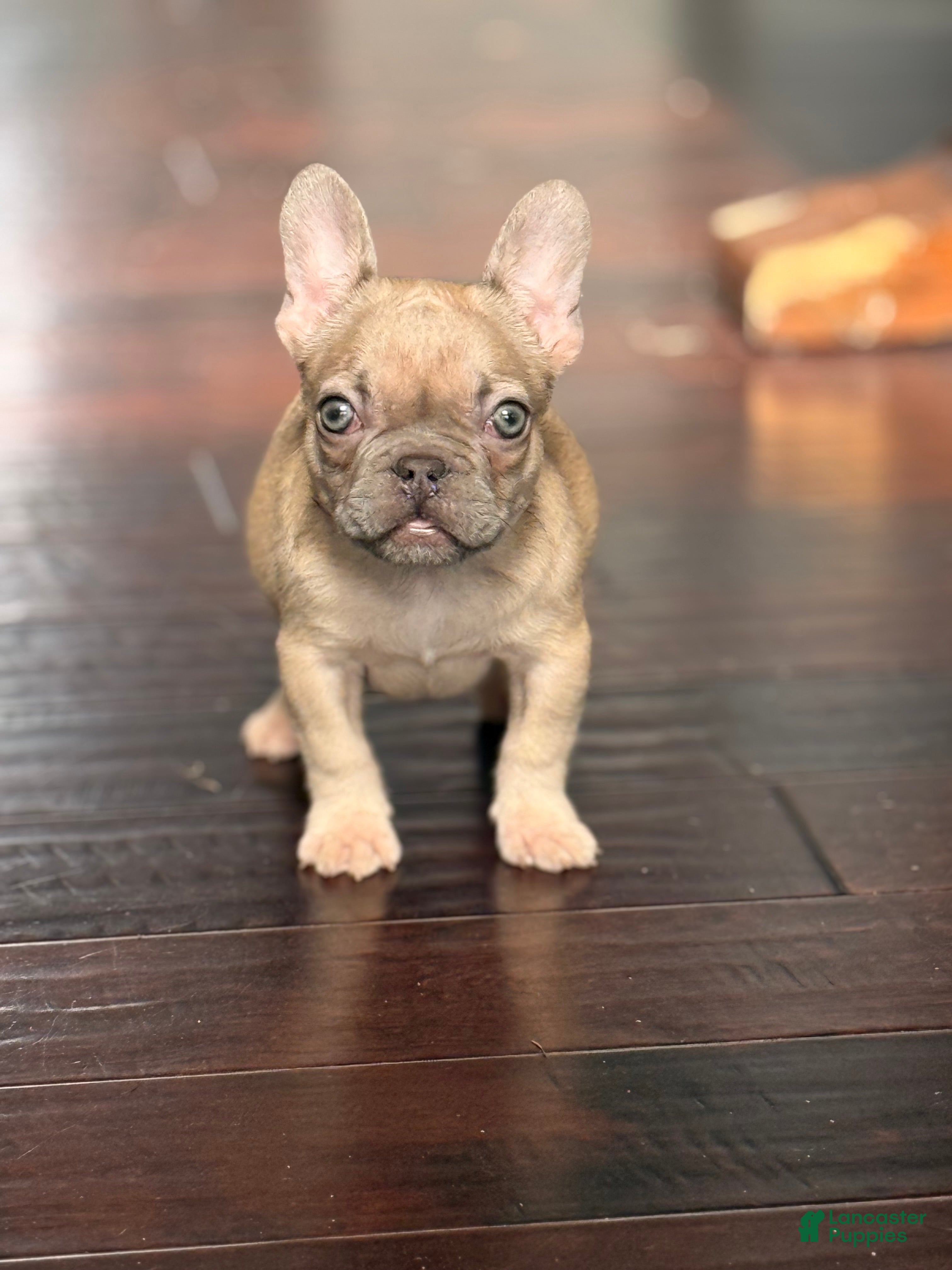 French Bulldog dogs French Bulldog Puppy 1 - Ad 2