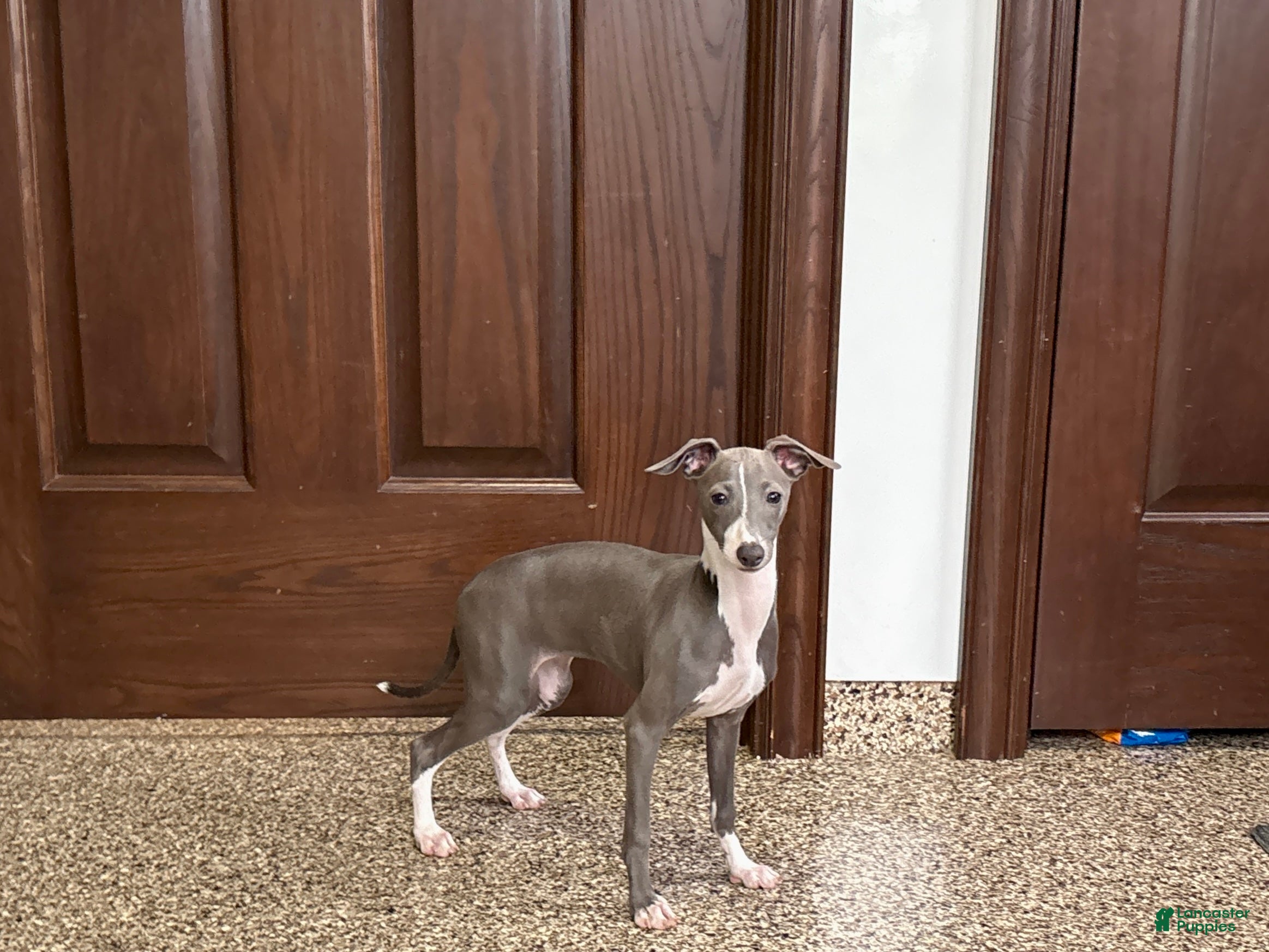 Italian Greyhound dogs Shanna  - Ad 2