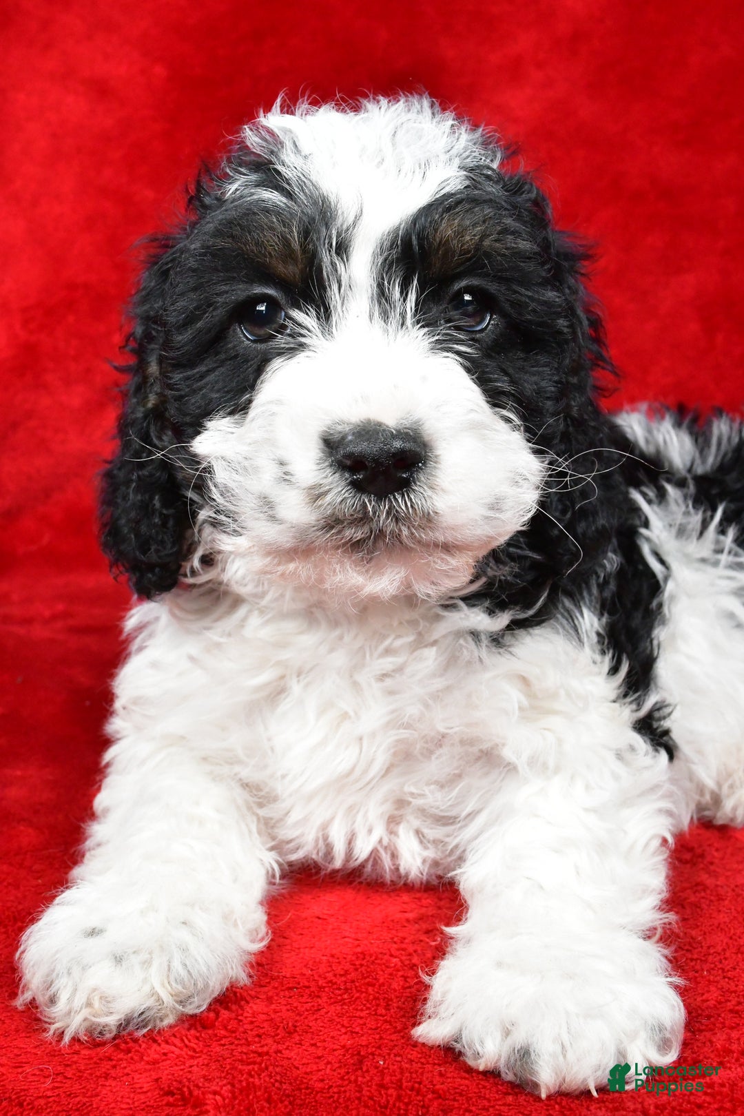 Cockapoo dogs for sale: Garrett - Ad 3