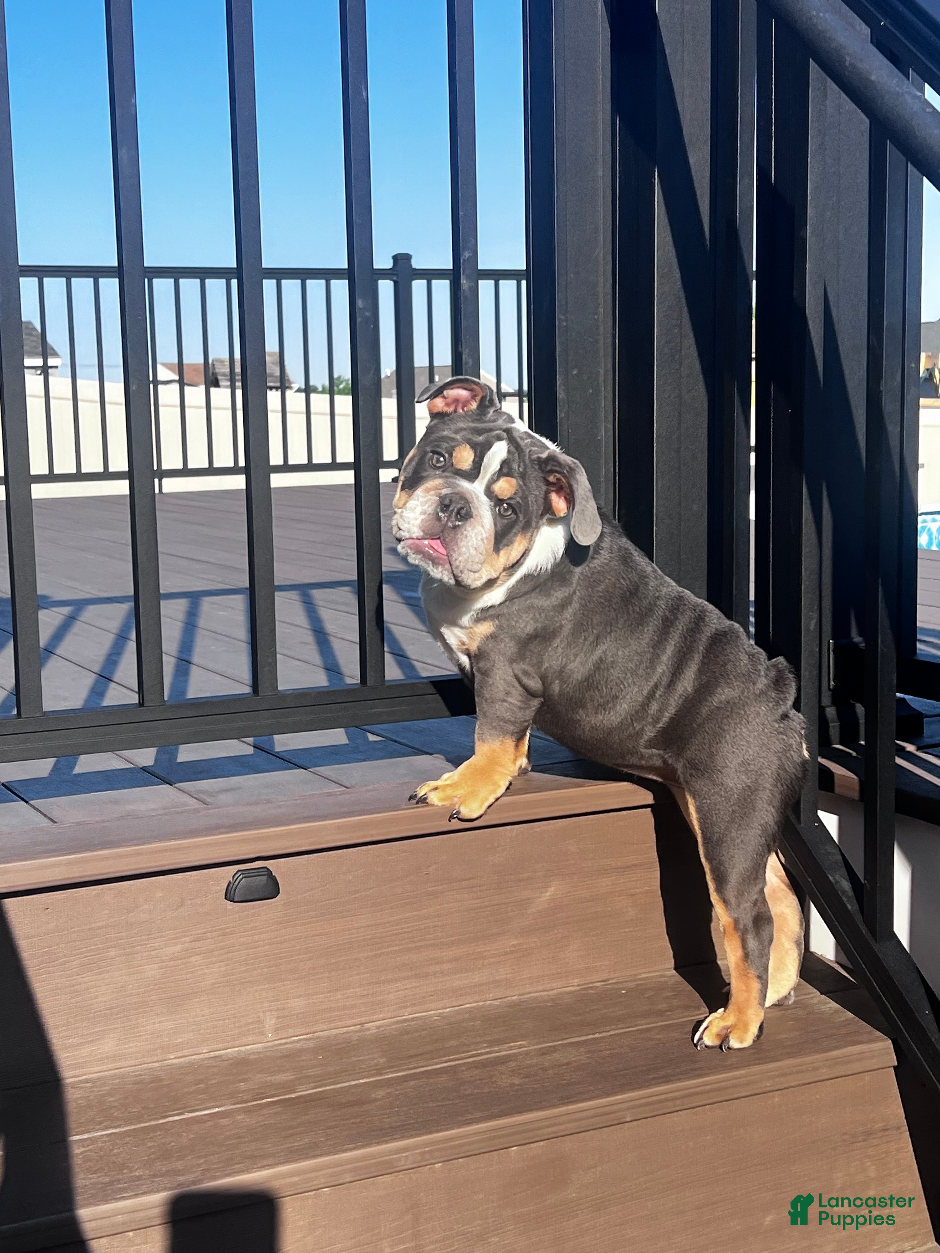 English Bulldog dogs Bluey - Ad 2