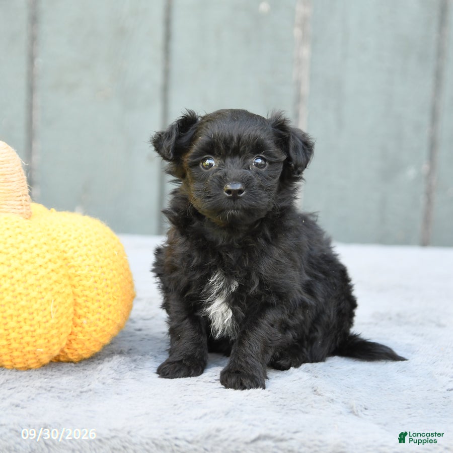 Pomapoo dogs Julie  - Ad 1
